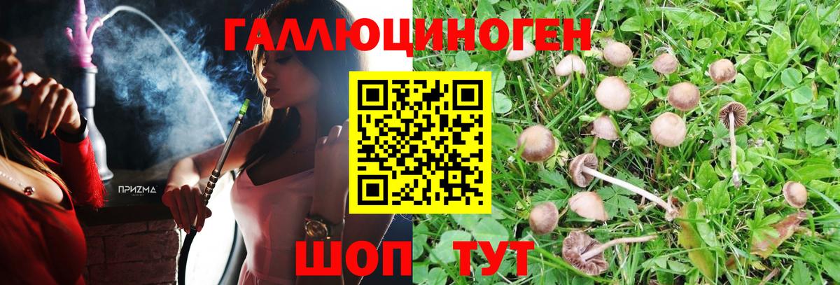 Галлюциногенные грибы Psilocybine cubensis Апатиты